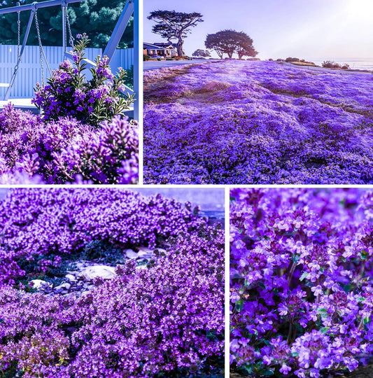 Creeping Thyme Seeds 20000+ Non-GMO Purple Ground Cover Perennial Thymus serpyllum Heirloom