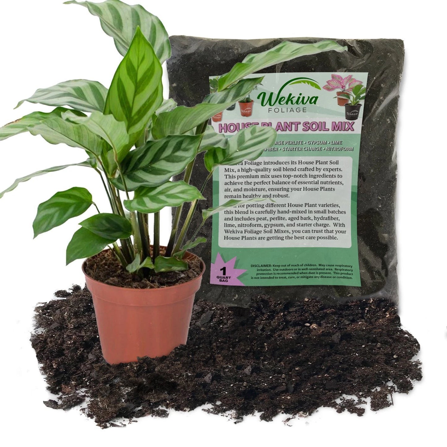 Calathea Freddie Plant Combo - 4 Inch Live Plant with Soil Mix - Calathea lancifolia