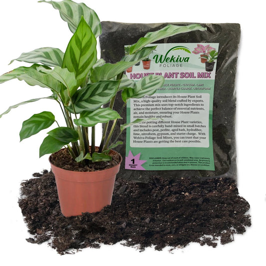 Calathea Freddie Plant Combo - 4 Inch Live Plant with Soil Mix - Calathea lancifolia
