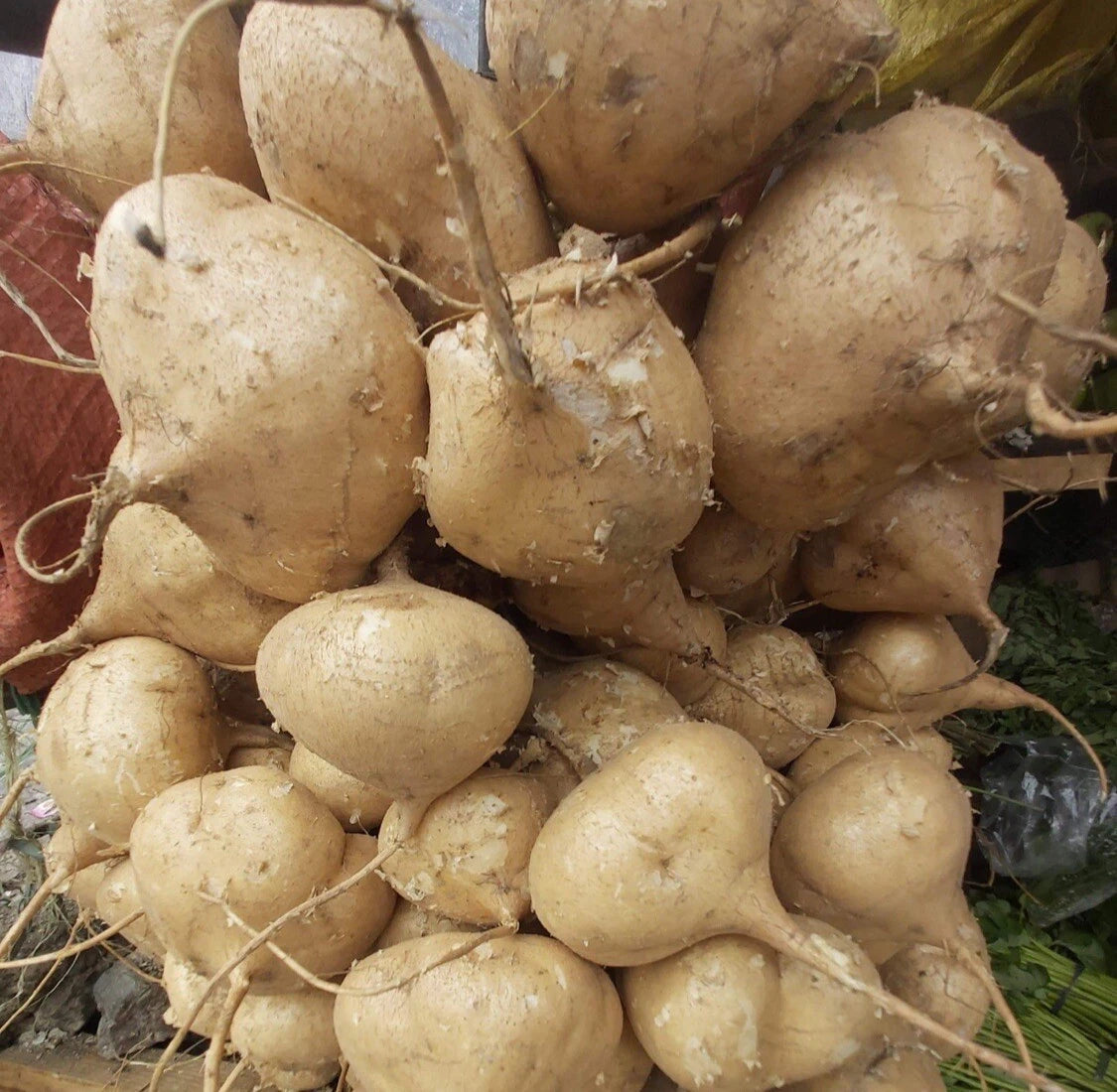 100 Seeds Mexican Yam Bean Root - Singkamas, Cu Dau, Man Kaew - Ideal for Planting - Pachyrhizus erosus