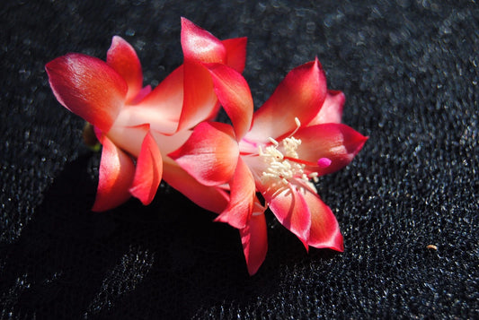 Christmas Cactus Starter Plant - Carmesim Brazil - Schlumbergera truncata