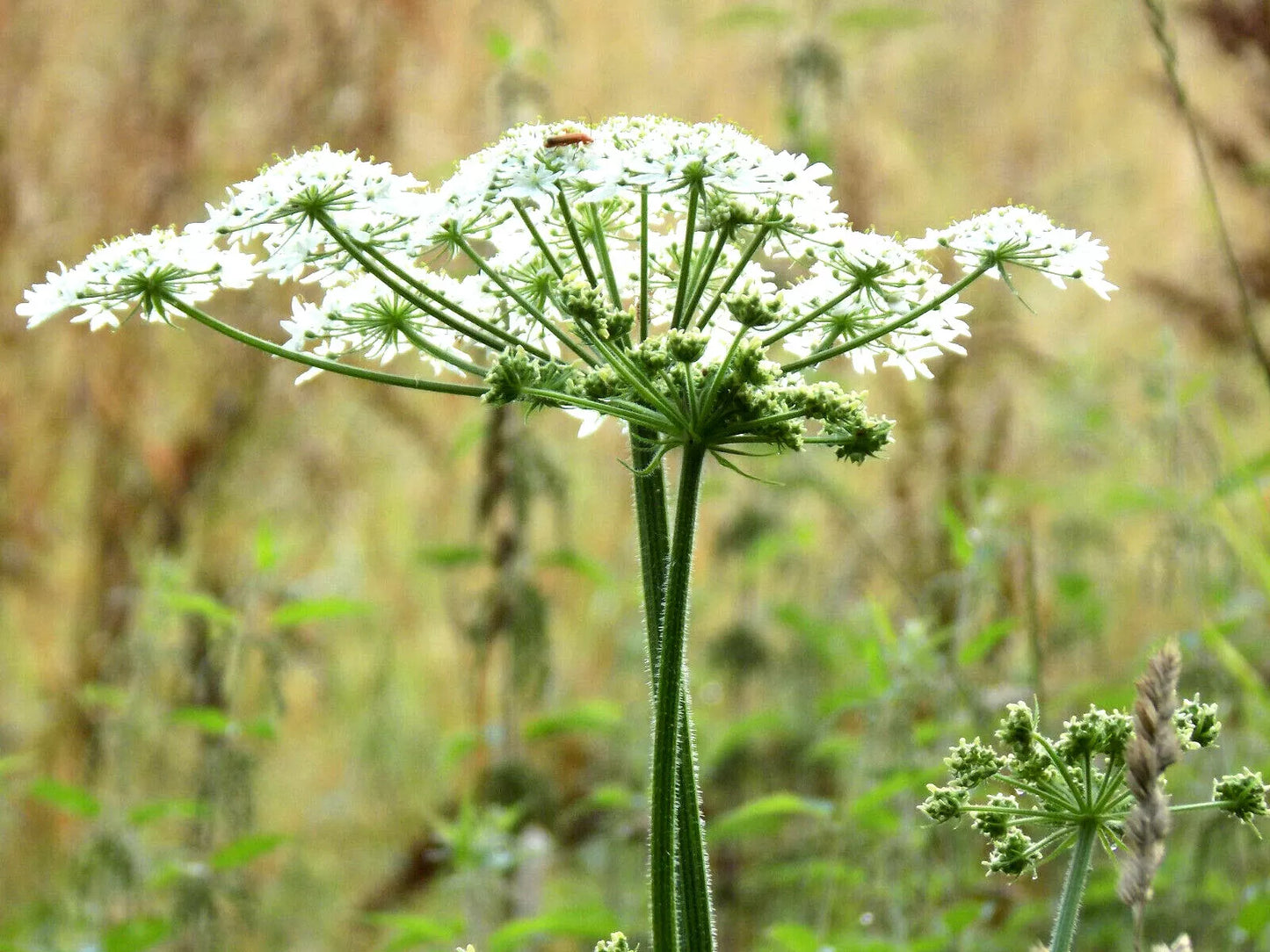 Anise Herb Seeds - 300+ Seeds - Pimpinella Anisum - Medicinal & Culinary Spice
