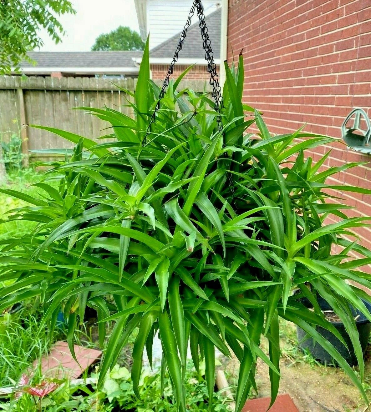 Air Clear House Plant - Spider Plant - All Green - Bare Rooted - 10 Plants - Chlorophytum comosum