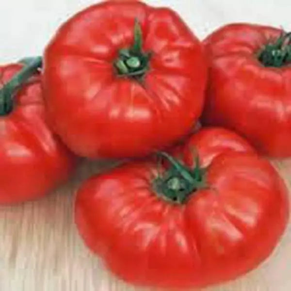 Beefsteak Tomato Seeds, 100 Non-GMO Heirloom Seeds, Heirloom Vegetable, Solanum lycopersicum
