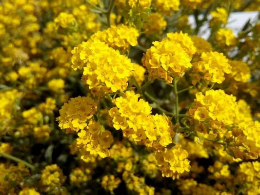 Cape Myrtle Seeds - 20 Sunset Yellow Perennial Flower Seeds - Lagerstroemia indica