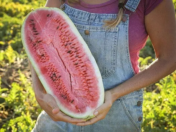 25+ Charleston Grey Watermelon Seeds - Heirloom Organic Non-GMO - Giant Watermelon Variety - Citrullus lanatus