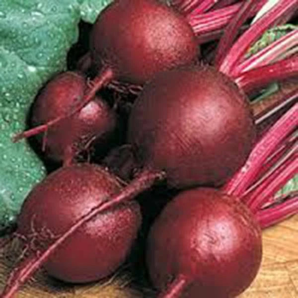 Beet Seeds - 50+ Ruby Queen Heirloom, Non-GMO, Dark Red & Sweet (Beta vulgaris)