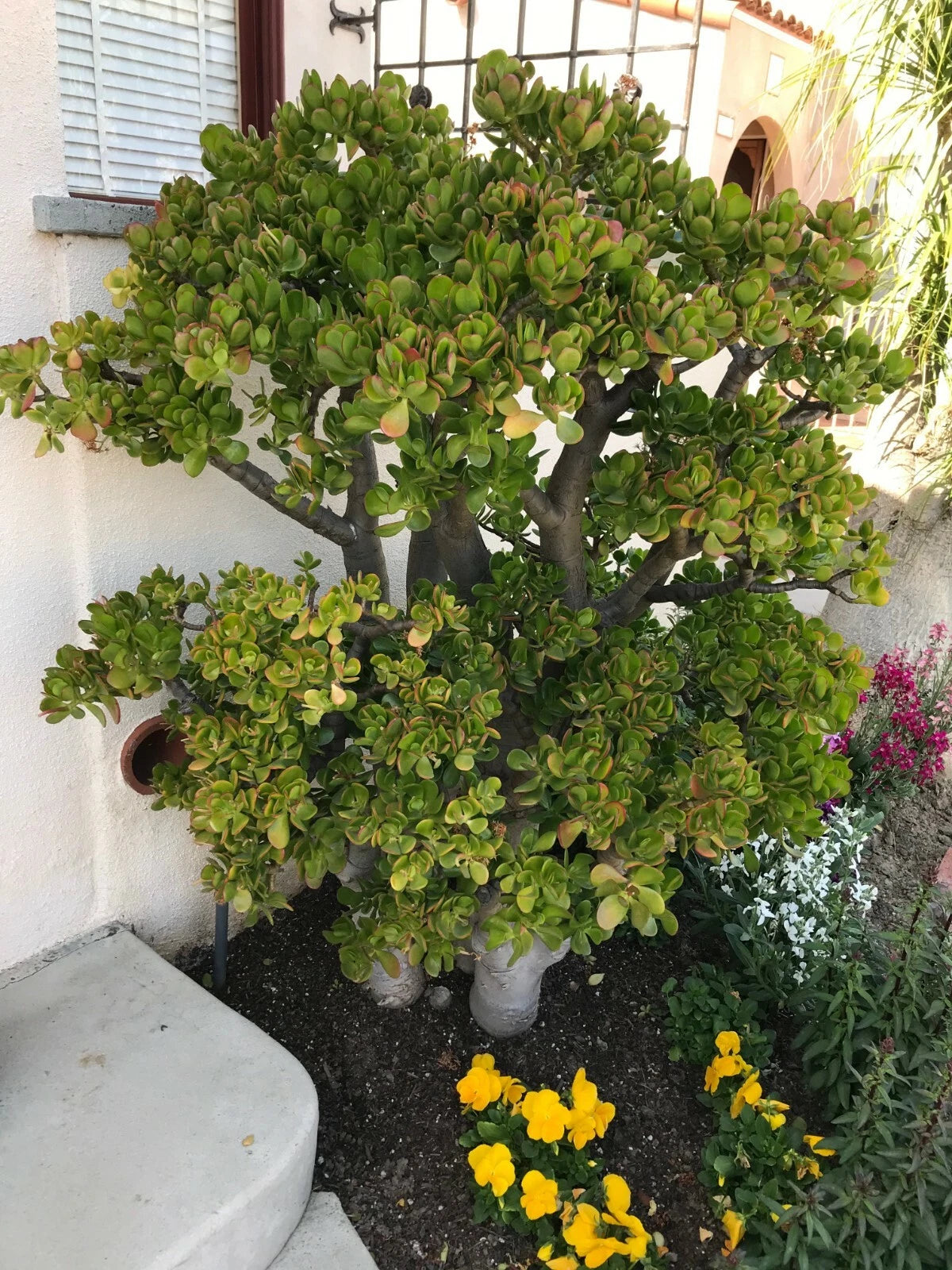 Jade Plant Cutting 8" Deep Green Crassula Ovata Succulent with Branches