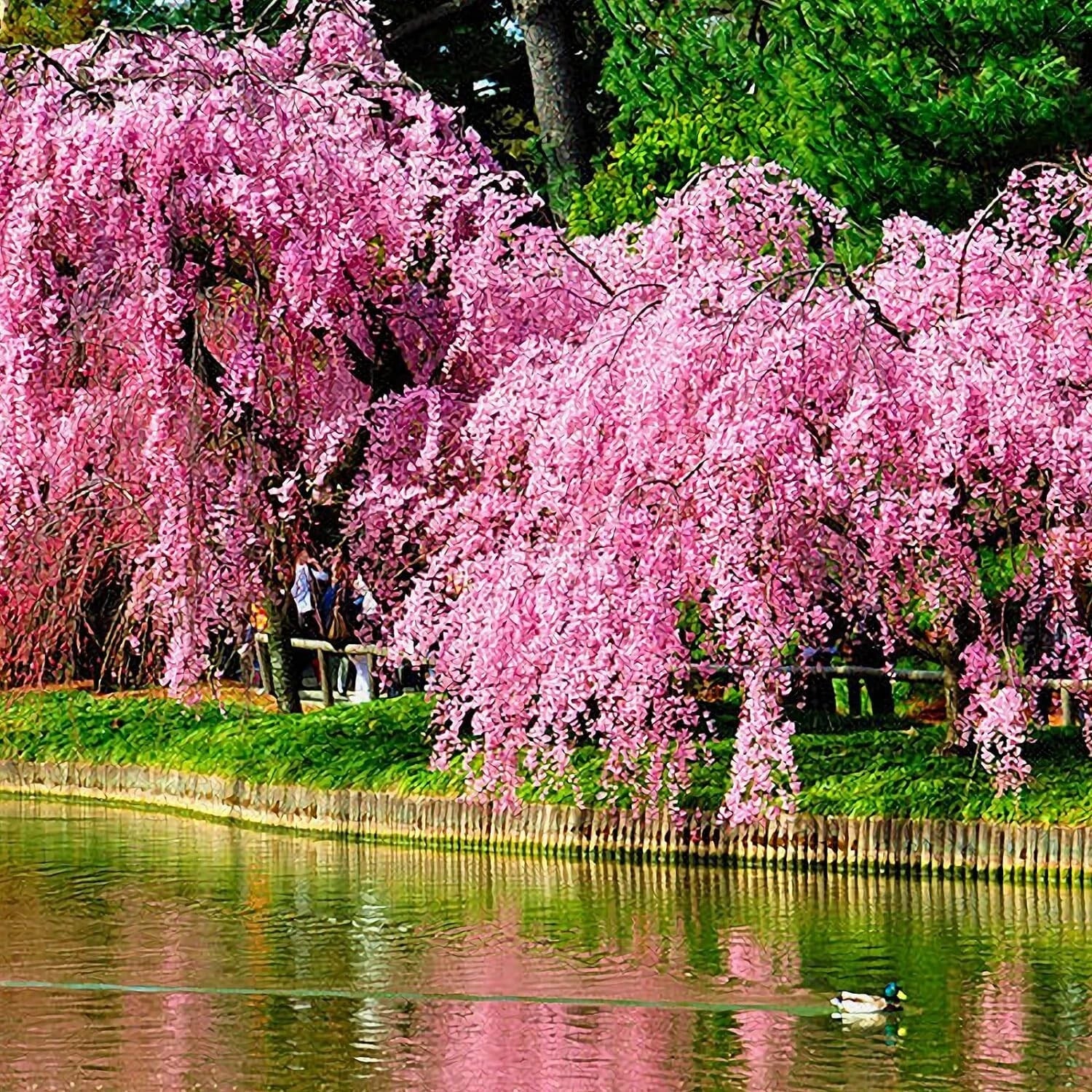 Weeping Sakura Seeds 20 Pcs Cherry Blossom Seeds Prunus serrulata