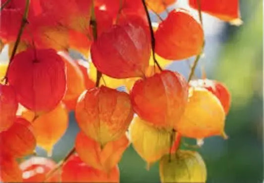 Chinese Lantern Seeds 100 Seeds Physalis Alkekengi Ground Cherry Perennial