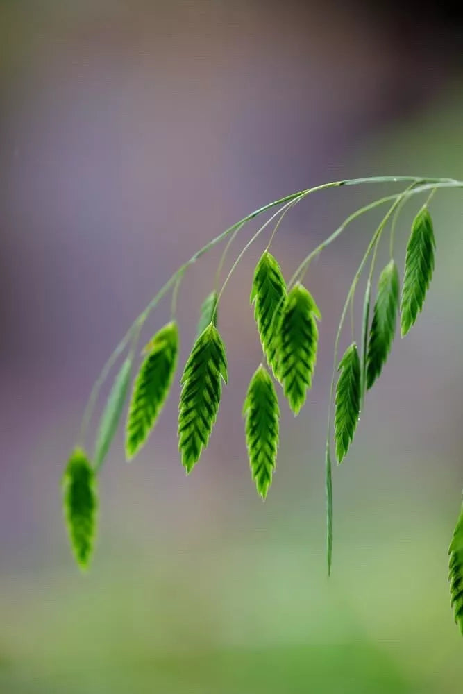 Indian Woodoats Grass Seeds - 100 Seeds for Planting - Chasmanthium latifolium - Native Perennial Grass