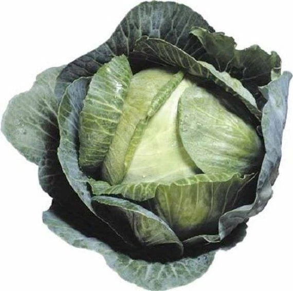 Cabbage Seeds - 600+ Count - Early Jersey Wakefield - Heirloom - Non-GMO - Fresh