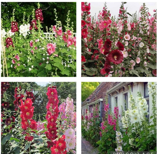 Hollyhock Flower Seeds Mix - 60+ Heirloom Seeds - Indian Spring Variety - Alcea rosea