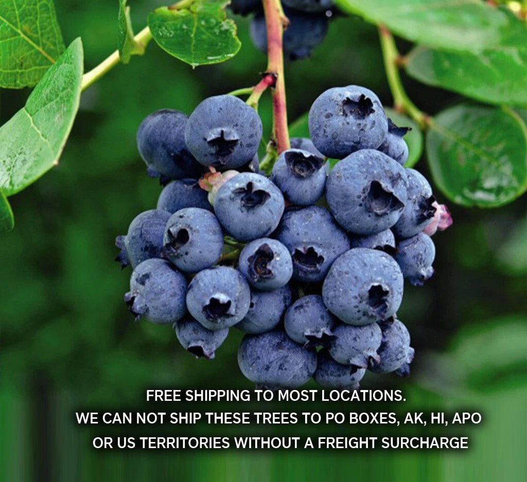Blueberry Plants - 29+ Varieties - Disease-Free, State Lab Tested - Vaccinium corymbosum