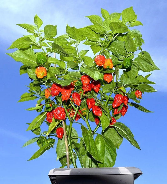 Carolina Reaper Pepper Plants Set of 2 - Live Starter Plants - Capsicum chinense