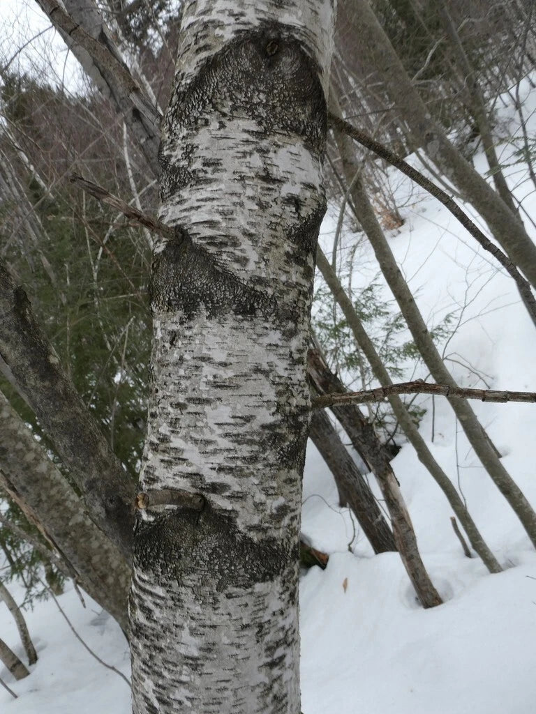 Betula populifolia Tree Seeds, Gray Birch, Attractive Bark, Hardy Perennial, Native North American Tree Seeds