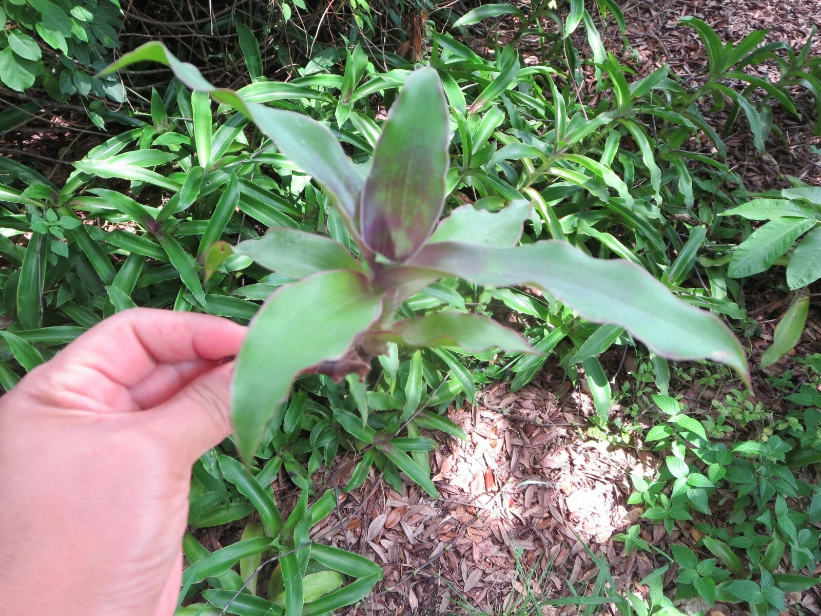 Callisia fragrans Cuttings - Medicinal Basket Plant - 5 Healthy Cuttings for Propagation