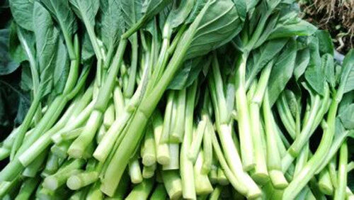 Asian Yu Choy Seeds - 200+ Seeds Choi Sum Chinese Flowering Cabbage (Brassica rapa) - Vegetable Seeds for Home Garden USA