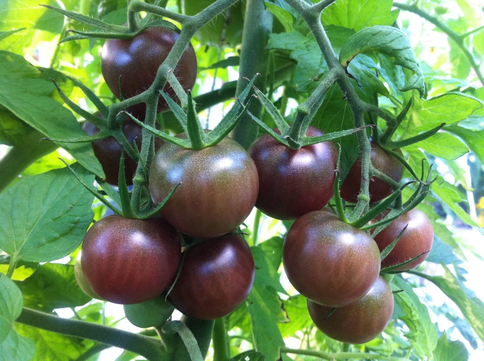 Black Cherry Tomato Seeds, Non-GMO, Best Salad Variety, Solanum lycopersicum, Multiple Sizes Available