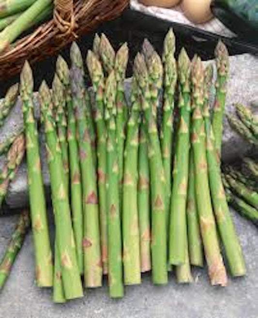 Mary Washington Asparagus Starter Plants - 5 Bare Root Asparagus officinalis