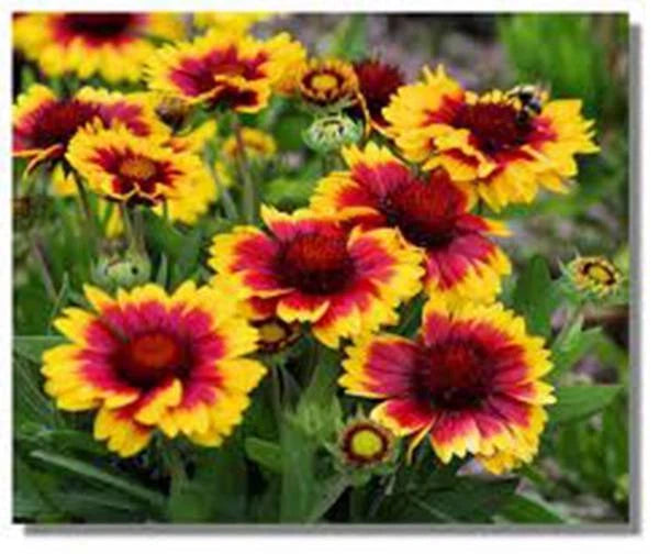 Arizona Sun Blanket Flower Seeds, 100 Count, Bright Large Blooms, Gaillardia grandiflora