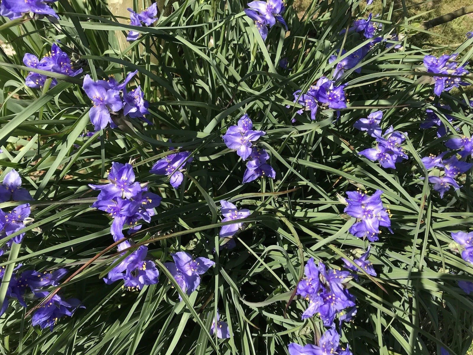 Spiderwort Rhizome Bulbs - 20 Perennial Purple Flower Plants - Tradescantia pallida, Widow's Tear