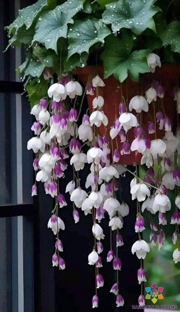 25+ Purple White Weeping Begonia Seeds - Perfect for Garden - Begonia pendula - USA, Free Shipping
