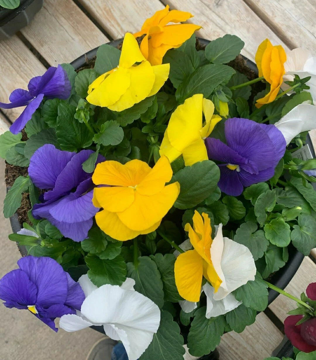Pansy Seeds Flower Mix - 50 Pack - Easy Grow Colorful Varieties - Viola tricolor