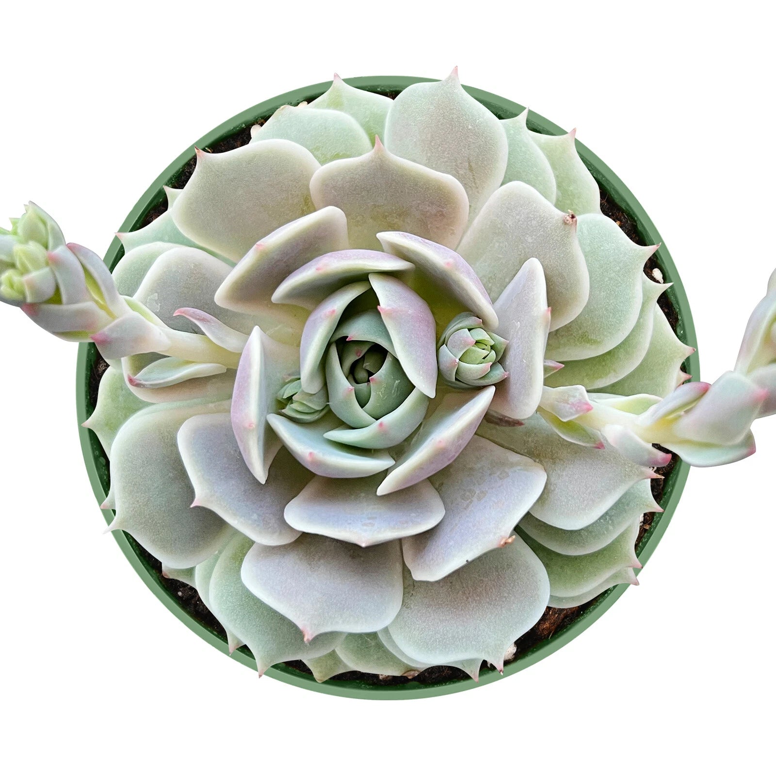 Echeveria Lola Succulent Plant in 4 Inch Planter Pot - Live Fresh Rosette Succulent (Echeveria 'Lola')