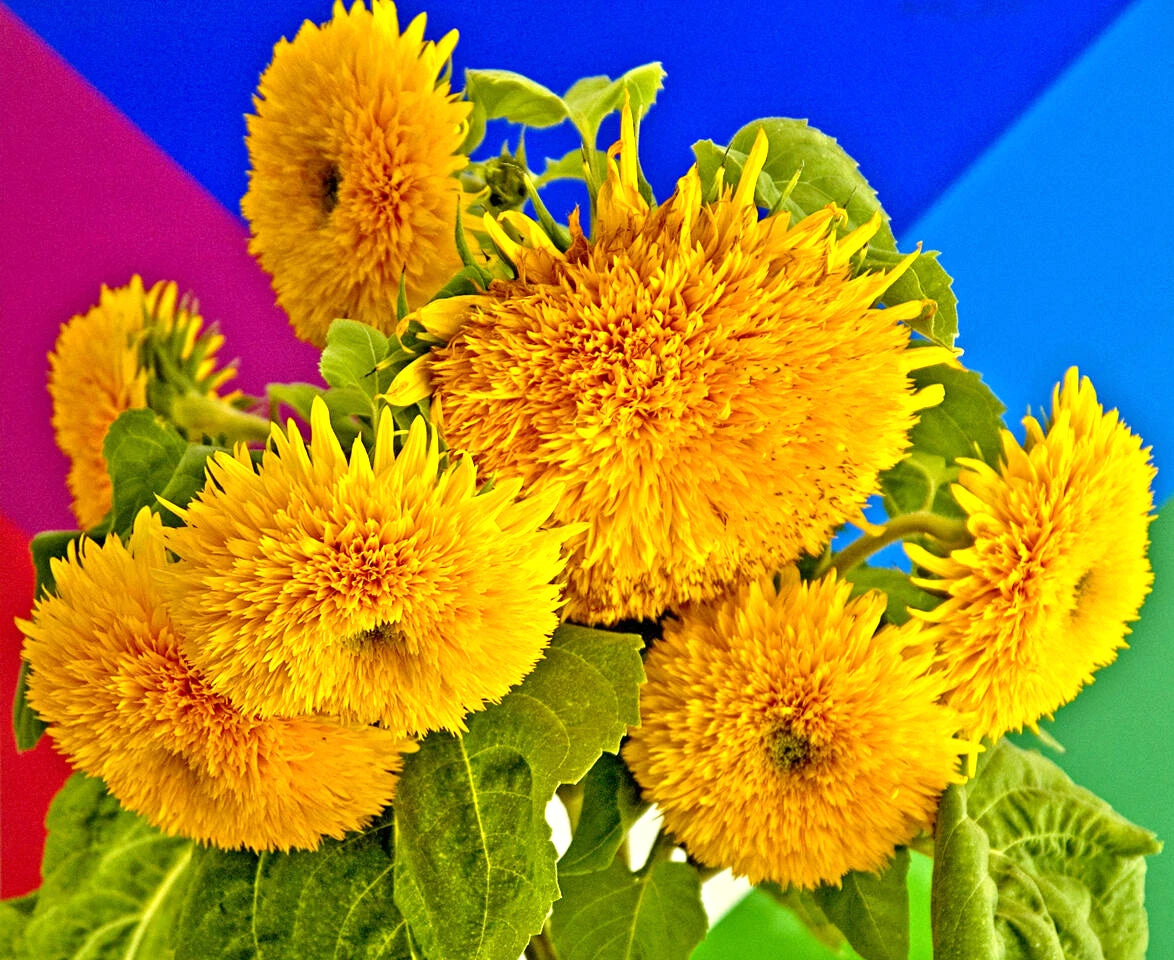 60 Seeds Teddy Bear Sunflower Yellow Flower Helianthus annuus - Teddy Bear Variety for Home Garden and Planting