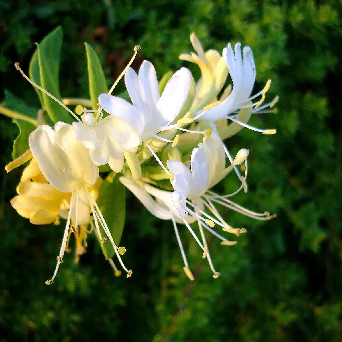 Japanese Honeysuckle Starter Plant - Well-Rooted Variety (Lonicera japonica)