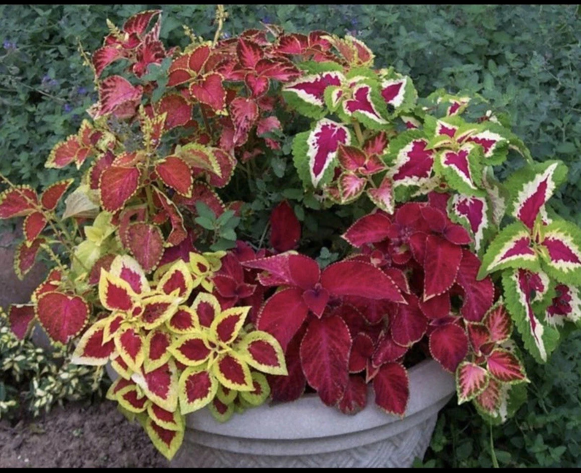 Coleus Seeds Rainbow Mix - 100+ Seeds - Colorful Foliage, Easy to Grow - Coleus blumei