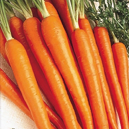 Carrot Seeds - 250+ Tender Sweet Non-GMO Organic Seeds - Daucus carota - USA Free Shipping