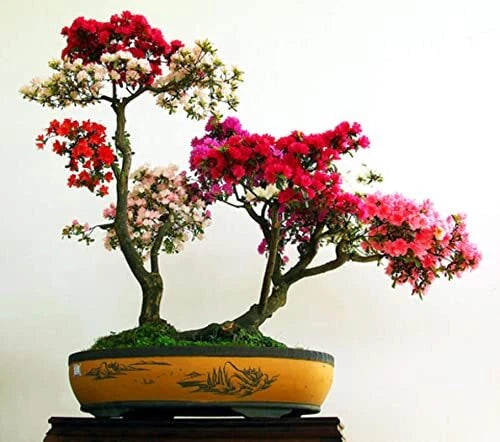 Royal Azalea Bonsai Tree Seeds - 30 Seeds - Rhododendron schlippenbachii - Perfect for Gardening and Bonsai Cultivation