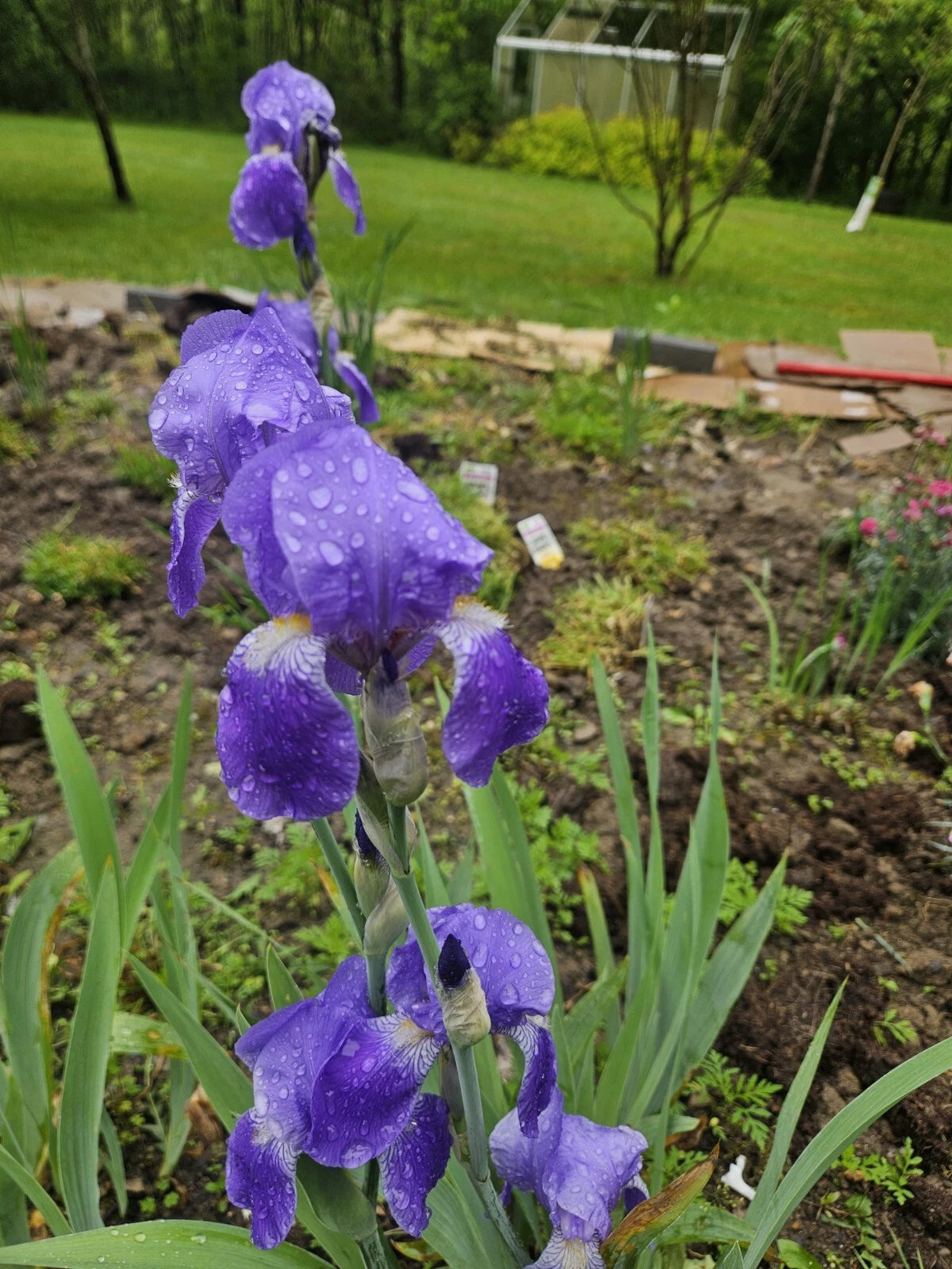 Purple Bearded Iris Rhizome - Tall Heirloom Bulb - Iris germanica - Bare Root Plant for Garden