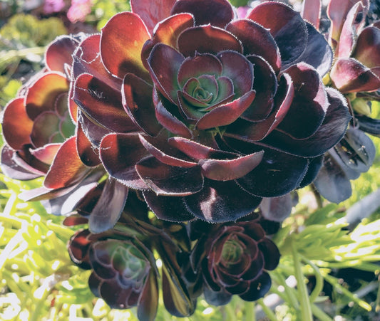 Aeonium Succulent Cutting 3-5" Black Rose Zwartkopf - Fresh Plant Cutting for Propagation