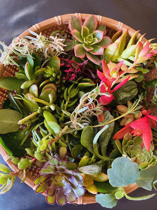 15 Assorted Organic Succulent Cuttings - Variety Pack for Planting - Ideal for Gardens and Terrariums