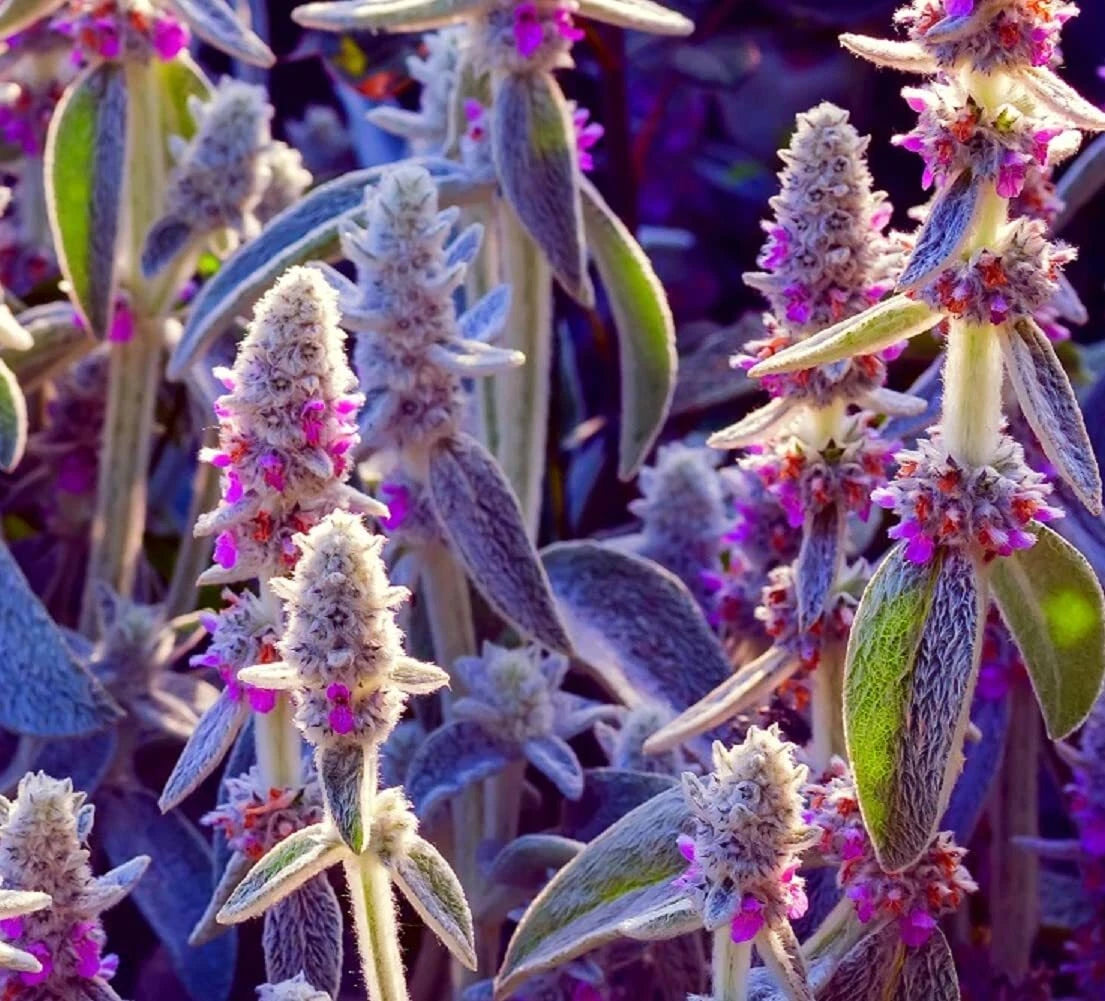 Lamb's Ear Seeds - 100+ Seeds - Byzantina Variety - Stachys byzantina - Made in USA, Ships from Iowa