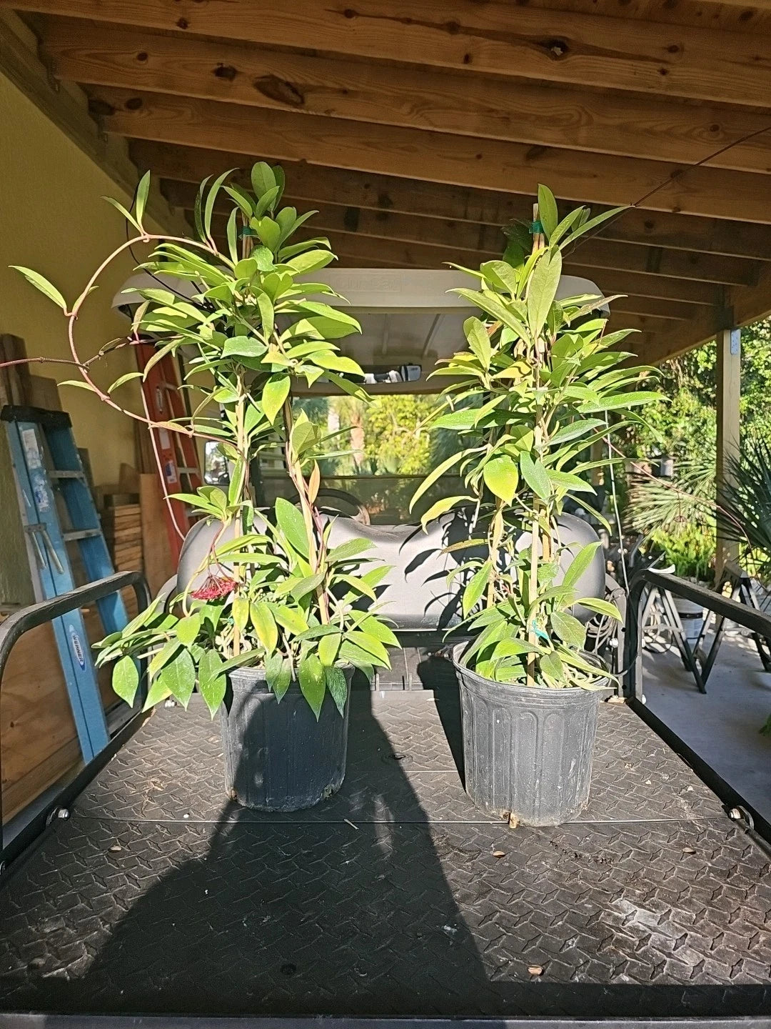 XXL TOWER Hoya Pubicalyx Splash Tropical Houseplant - 37" Wax Plant - Rare Indoor Plant Decoration