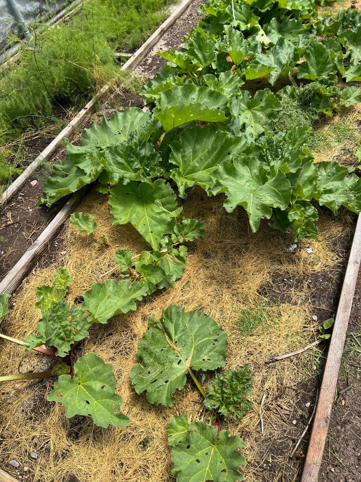 Organic Rhubarb Plants - Victoria Variety, 2 Crowns per Order, Freshly Dug, Non-GMO