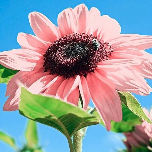 30 Seeds Pink Sunflowers - Rare Organic Flower Seeds for Garden - Helianthus annuus