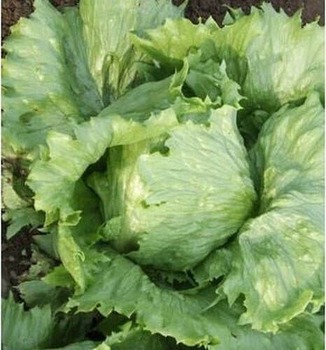 Ithaca Lettuce Seed - Fresh Organic Seeds for Planting - Lactuca sativa
