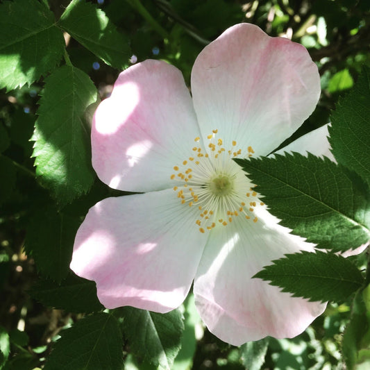 Dog Rose Seeds, 50 Count, Brier Rose, Rosa Canina - Hardy Wildflower Seeds for Garden Planting