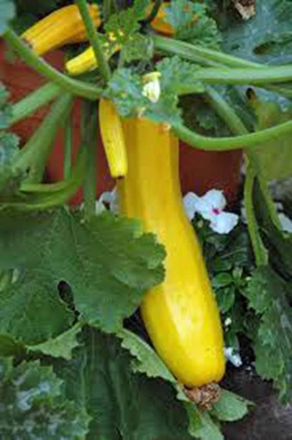 Squash Seed, Heirloom 100 Seeds, Early Prolific Straight Neck, Cucurbita pepo