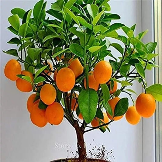 Bonsai Orange Tree Seeds, 20 Seeds, Fruit-Bearing Citrus, Citrus sinensis