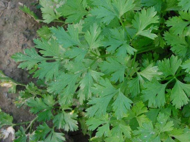 Bulk Parsley Seeds - 1000 Seeds - Dark Green Italian Flat Leaf - Petroselinum crispum