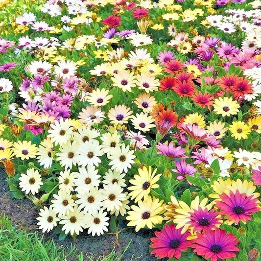 African Daisy Flower Seeds Cineraria Mix - Cape Marigold, Drought Tolerant, Easy to Grow, 201+ Seeds