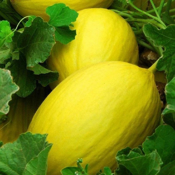 Canary Melon Seeds 25+ Heirloom Yellow Fruit Cucumis melo NON-GMO Free Shipping