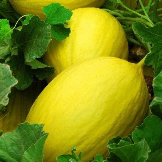 Canary Melon Seeds 25+ Heirloom Yellow Fruit Cucumis melo NON-GMO Free Shipping
