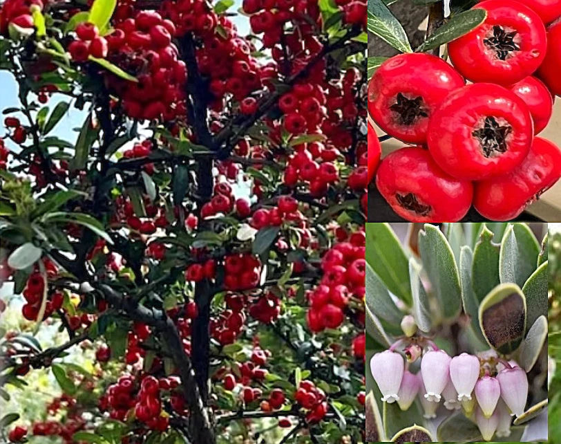 Bearberry Seeds - 20+ Seeds - Arctostaphylos uva-ursi - Kinnikinnick Pinemat - Hardy Ground Cover for Gardens